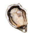 Huître Fine Impératrice Gillardeau no.4