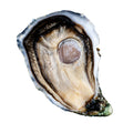Huître Spéciale Gillardeau no.4
