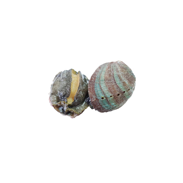 Ormeaux vivants (abalones)