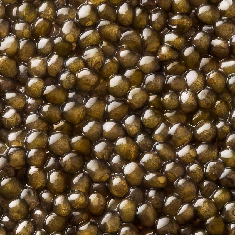 Caviar Osciètre Gold