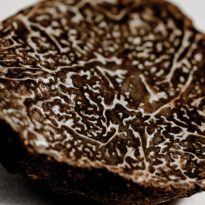 Truffe Noire d'Australie Melanosporum