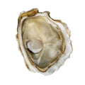 Special Oyster no.4